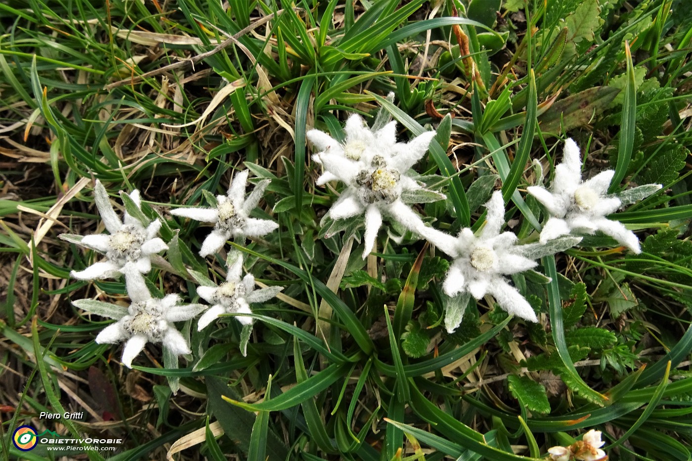 44 Stelle alpine (Leontopodium alpinum).JPG